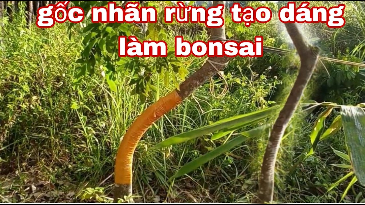 Góc nhạn rừng trong vườn tạo dáng làm bonsai