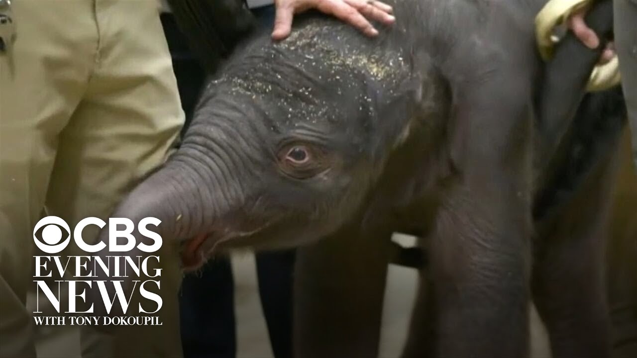 National Zoo asks for public's help naming first baby elephant born there in 25 years