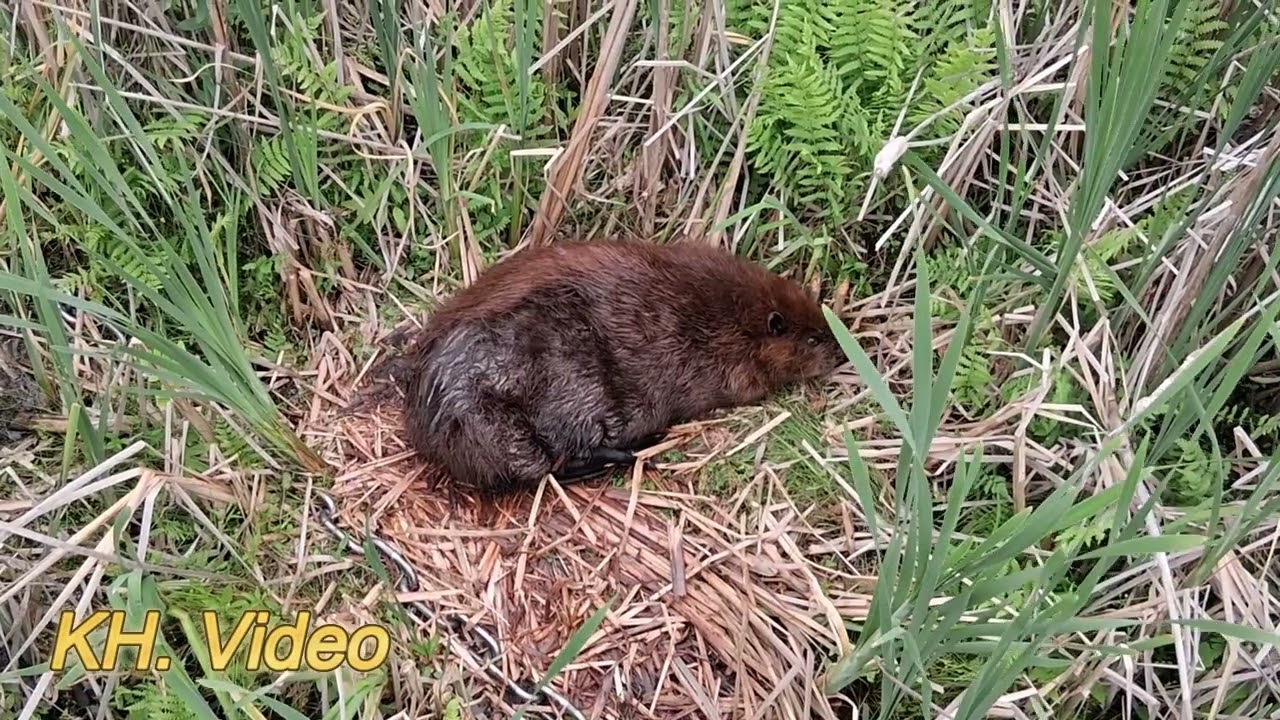 Bois Ile Bizard - Beaver sleeping