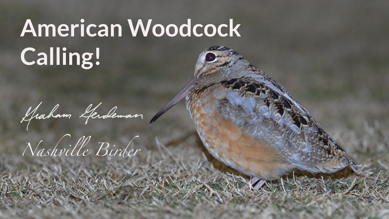 American Woodcock Calling