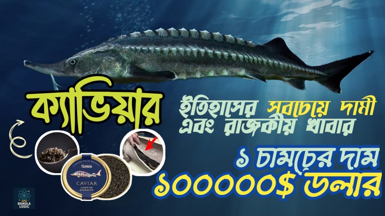 ক্যাভিয়ার! এক চামচ খাবারের দাম লাখ টাকা। Bangla Logic। বাংলা লজিক