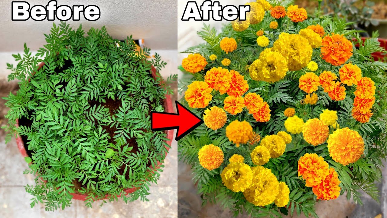My simple secret to grow MARIGOLD flower plant at home, How to grow Marigold