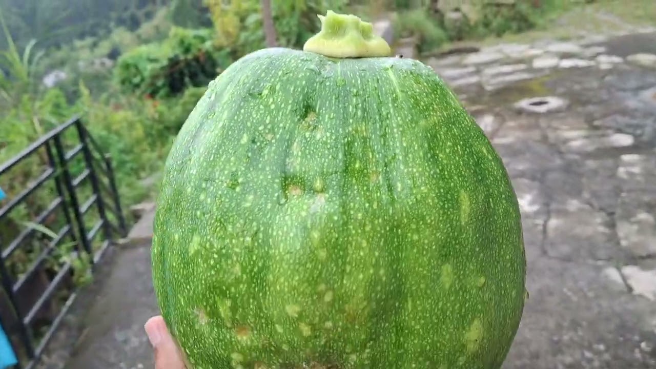 हमारे खेत मैं लगी सब्जियों की update ..!🏕   #agriculture #gardening ##agriculturelife