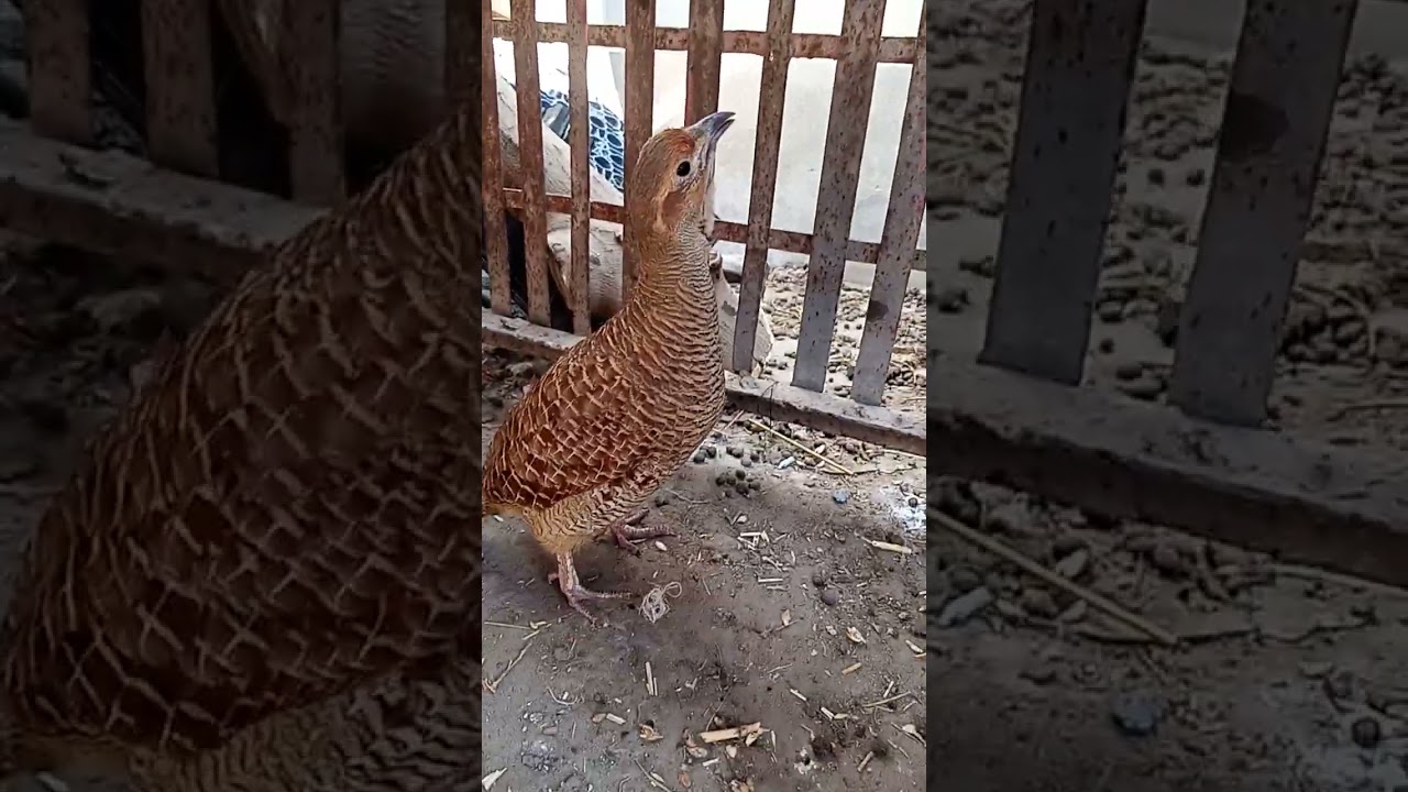 Sindhi teetar ki awaz-Big Teetar sound-Teetar pk