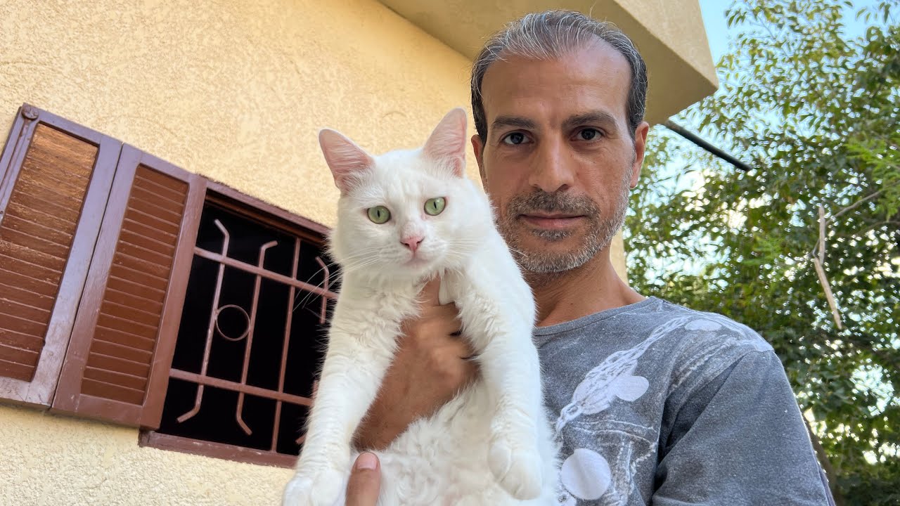 اشتريت قطة 🐈😉 لو ناوي تربي قط أو أول مرة تقتني قطة خذ شوية نصايح مهمة ومفيدة 🐈‍⬛👌cats
