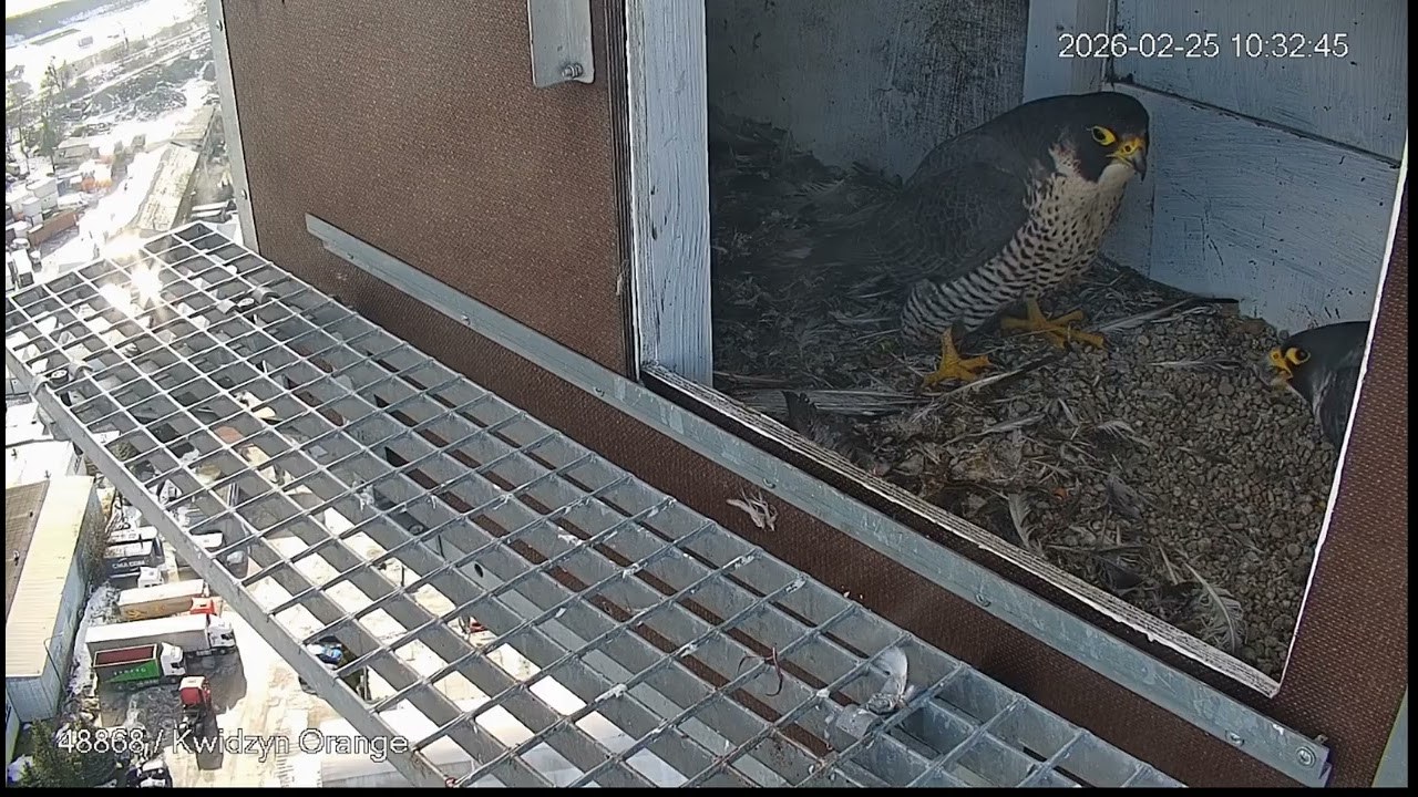 Szybka randka w Kwidzynie, Orange. 25.02.2026.