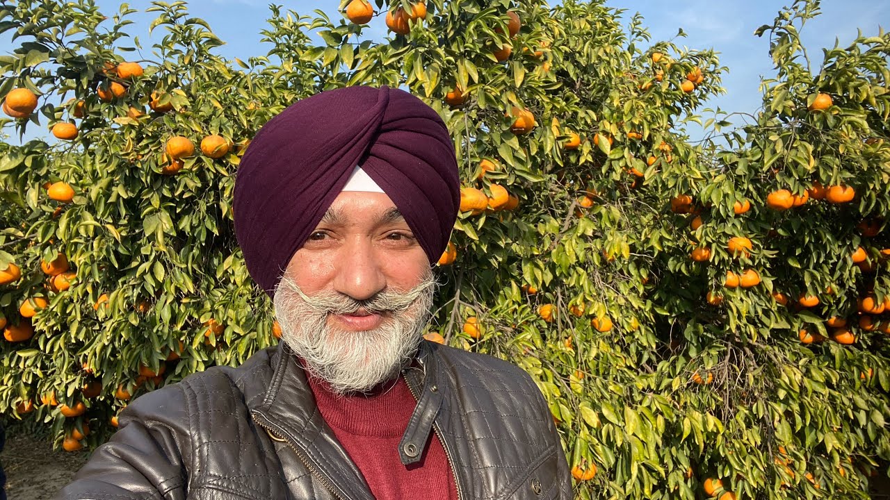 Most Beautiful Kinnow Orchard in India l भारत का सबसे खूबसूरत किऩ्नू बगीचा।