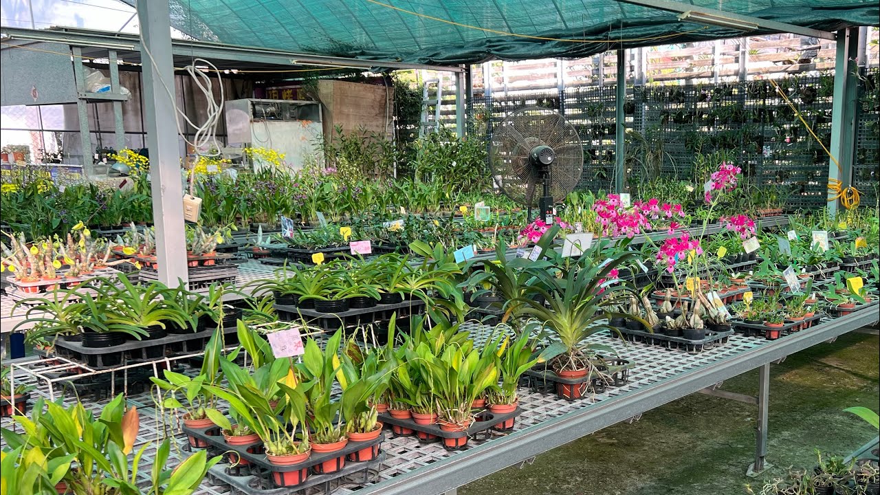 這個季節珍奇蘭園 還有什麼蘭花呢？ 小青蛙拖鞋蘭  小巨蘭 羊耳蒜 等等等 都來花了喔/蘭花 「原來是這樣子」