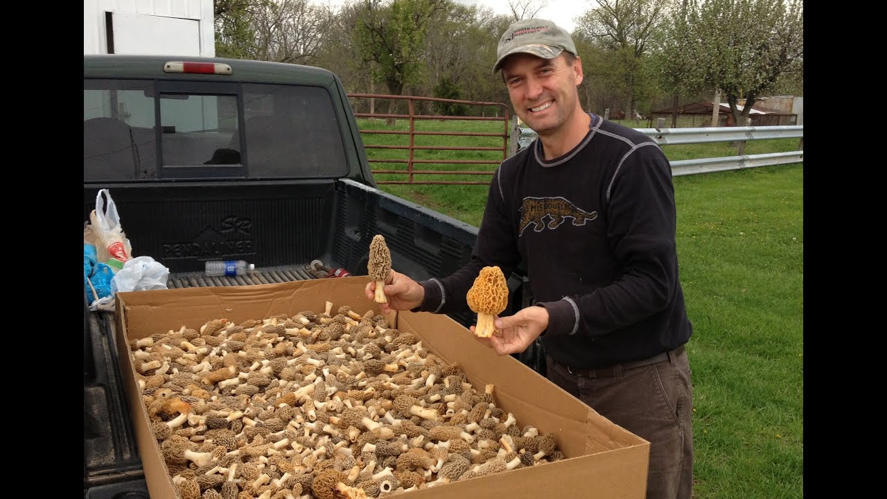MOREL MUSHROOMS hunting finding picking  :-)