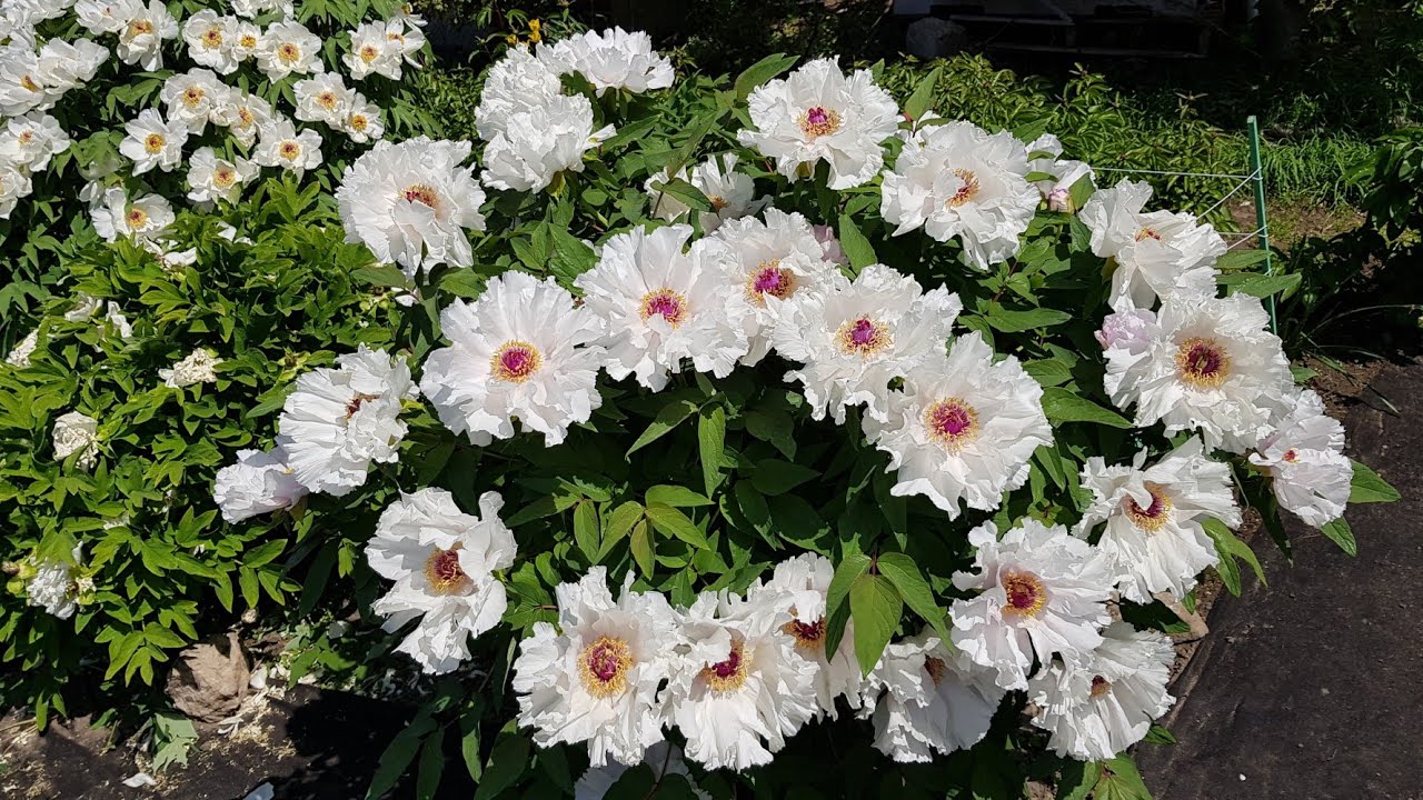 Tree Peony - Feng Dan Bai 2021, Plus Bonus Footages