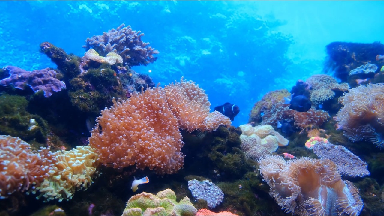 ASMR: Relaxing Fish Tank Bubbles & Water Sounds