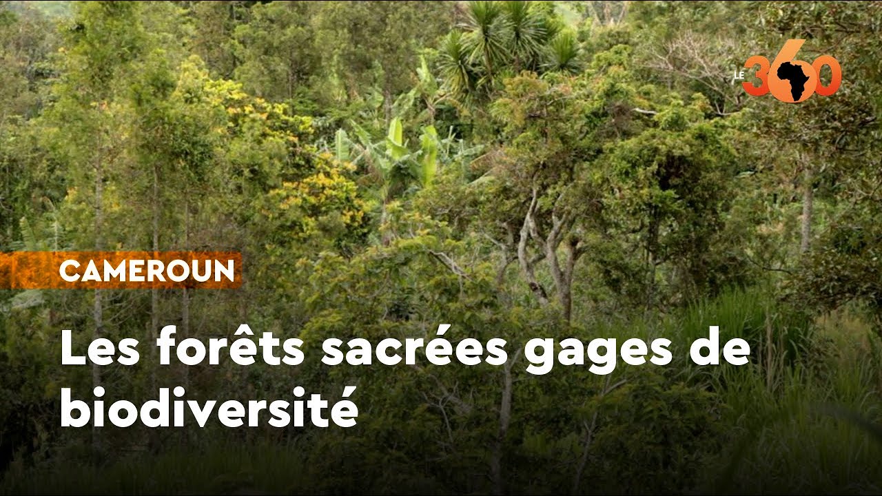 Les forêts sacrées l’ingénieuse invention des ancêtres pour préserver la biodiversité
