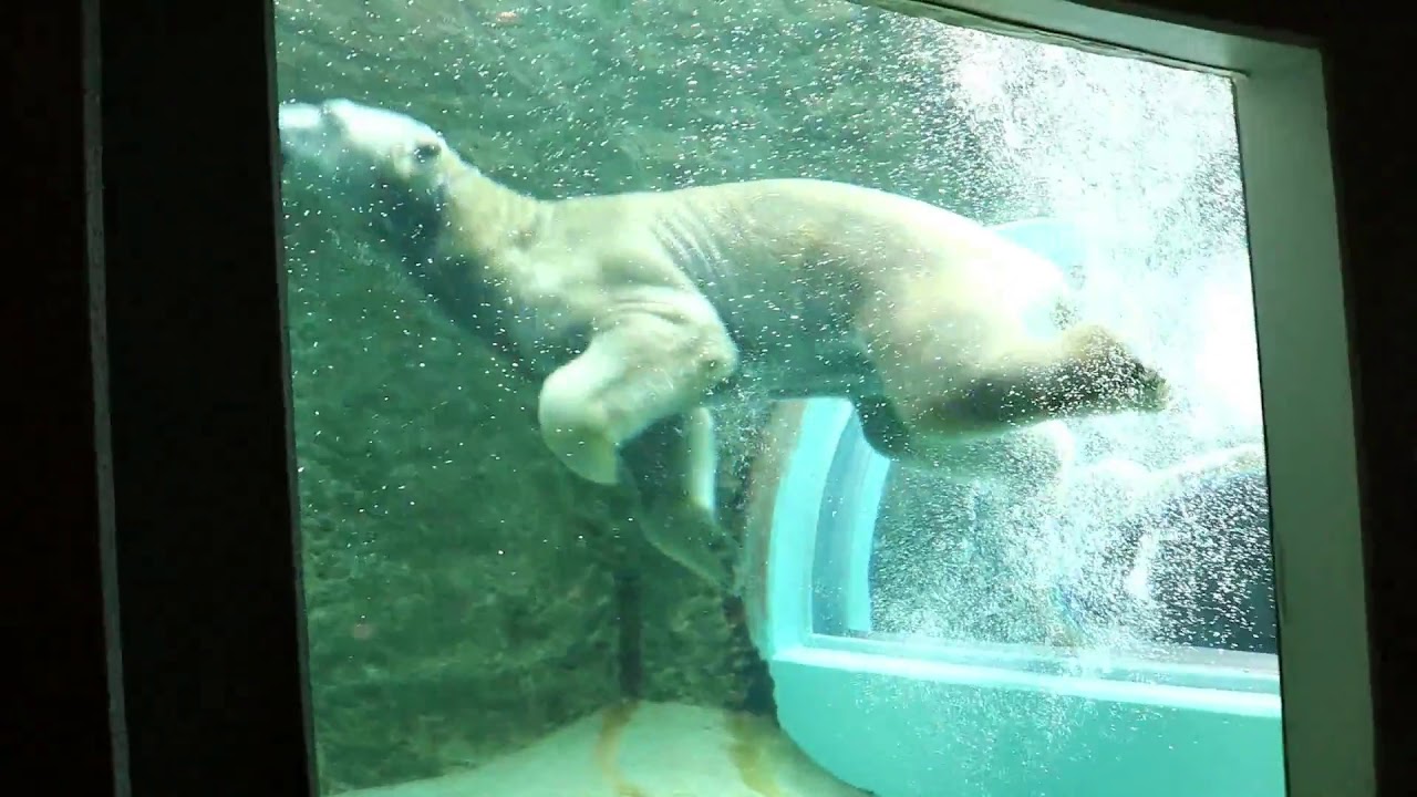 【異常行動】バク転をし続けるホッキョクグマ〔日本平動物園〕