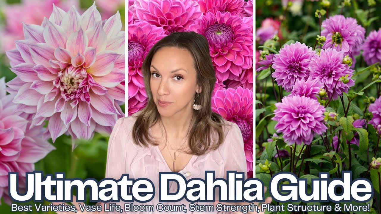 THE ULTIMATE DAHLIA GUIDE! Best Varieties, Plant Comparisons, Vase Life, Bloom Count, Stem Strength