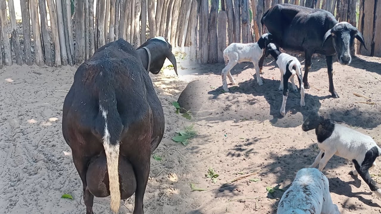 A ovelha Isabel pariu gêmeos