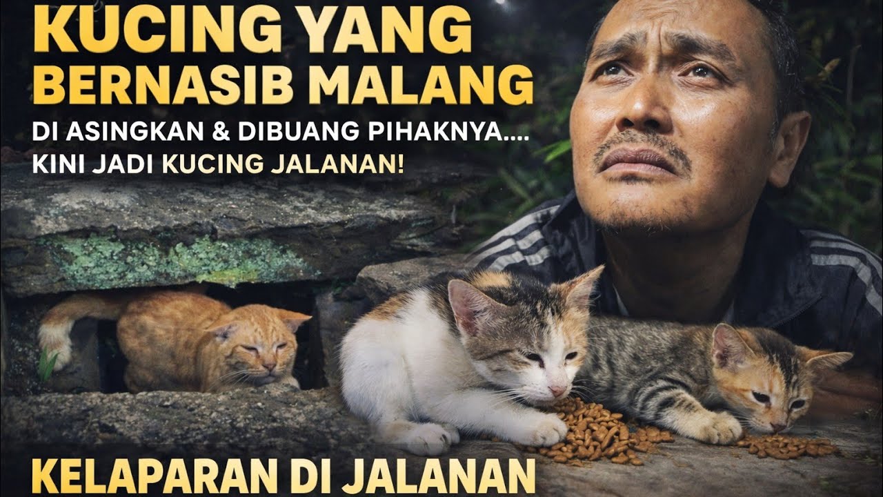 CERITA MEMILUKAN! Kucing-kucing Yang Di Buang Pemiliknya, Kini Kelaparan & Kehausan di Jalanan 😭