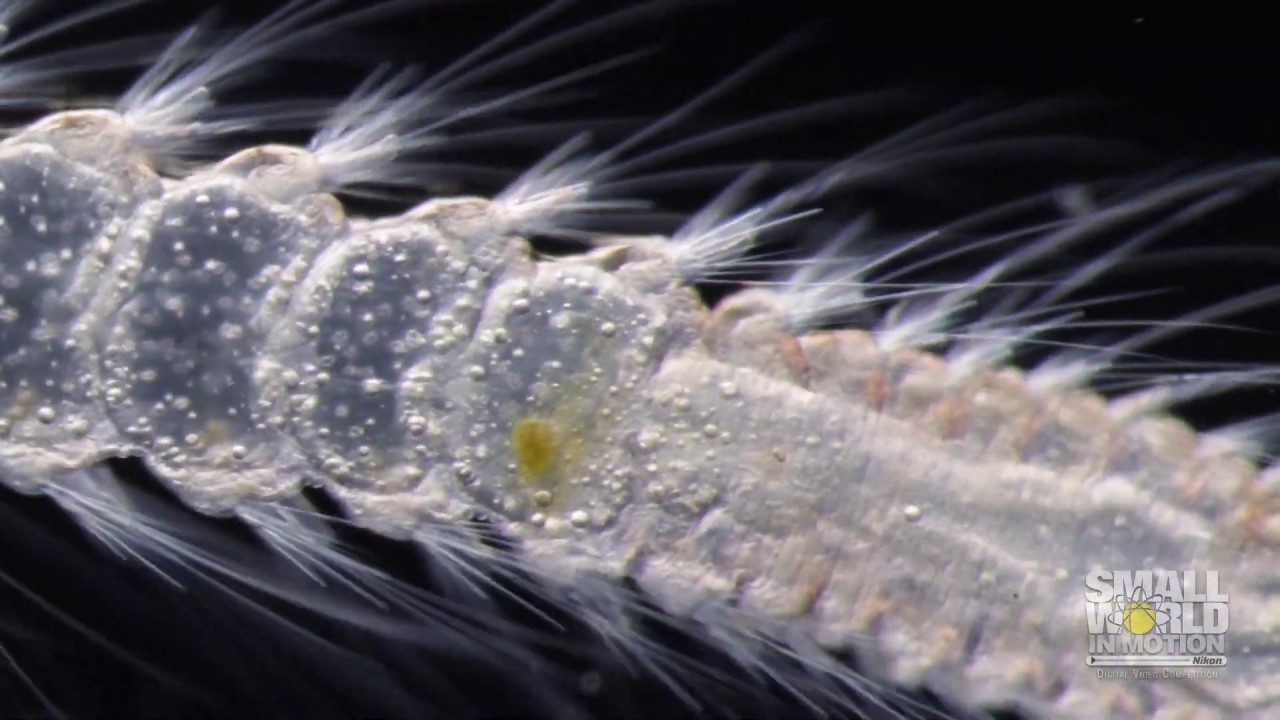Marine Planktonic Larva of Polychaeta Worm | 2019 Nikon Small World