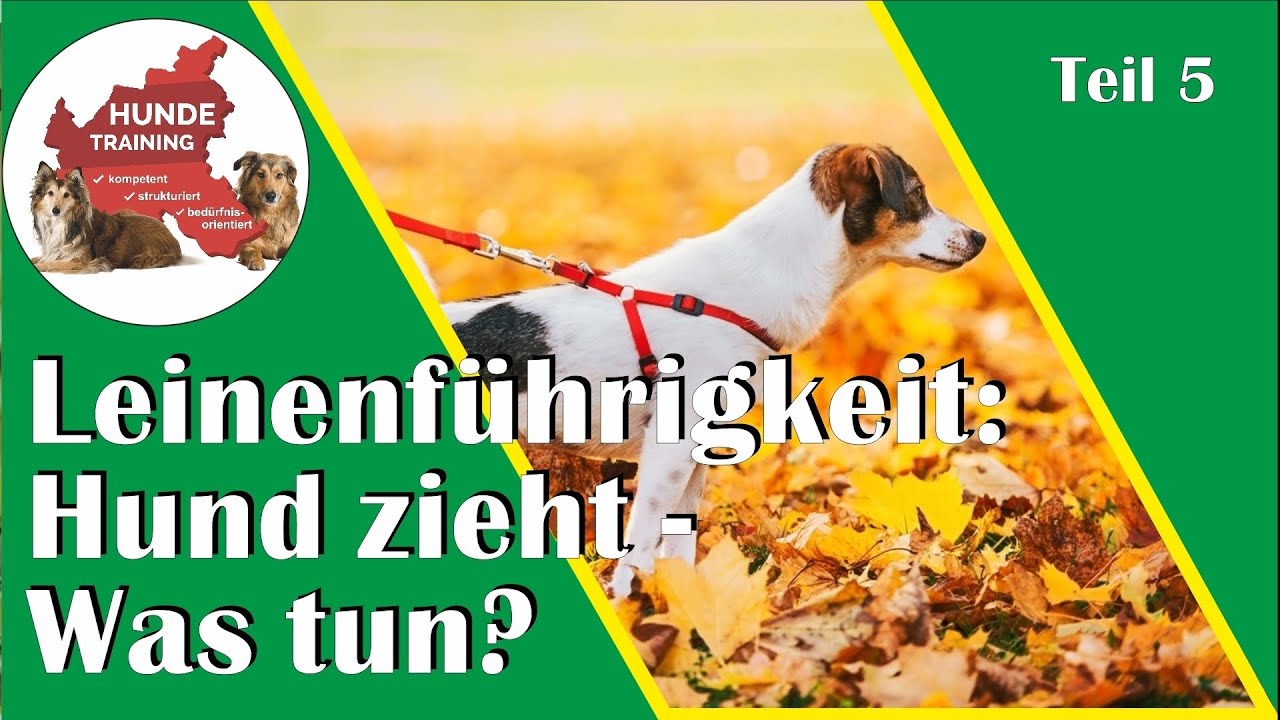 Unangekündigter RICHTUNGSWECHSEL war gestern: Wie das Ziehen an der Leine effektiver verhindert wird