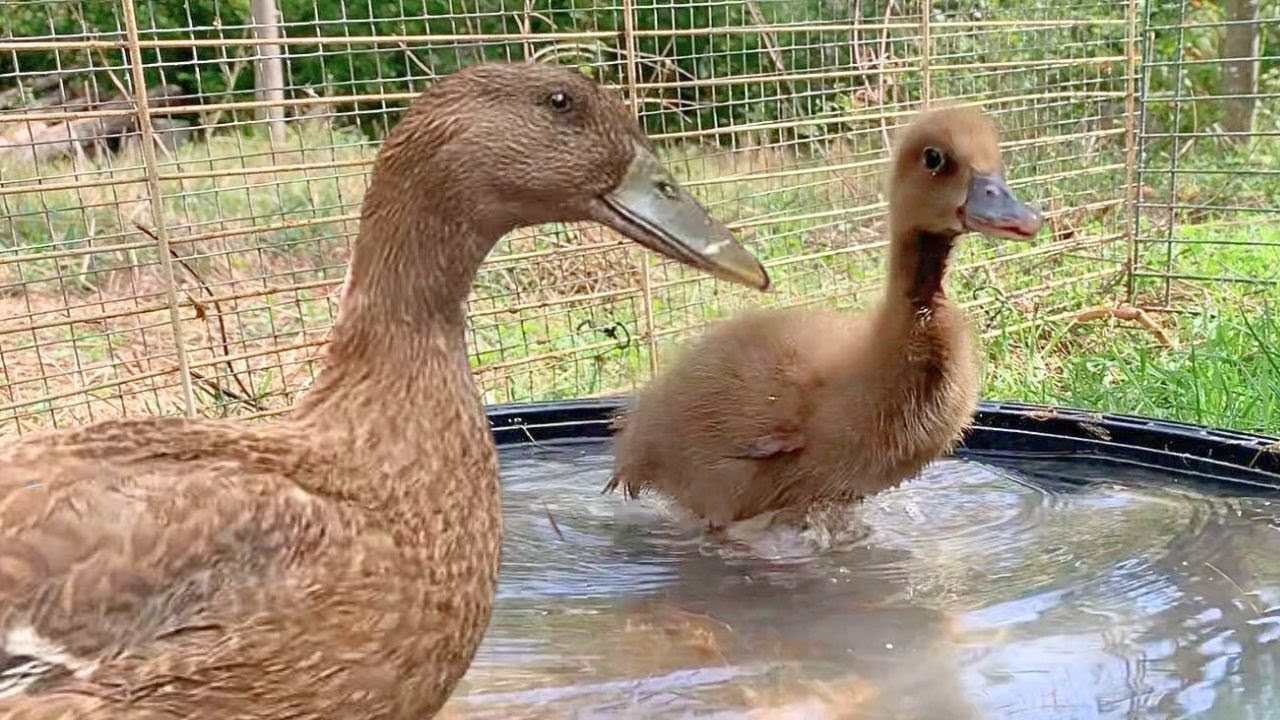 Cuidando Patos Kiki Kampbell y Pekín Durante 1 Día - Todo Lo Que Debes Saber!