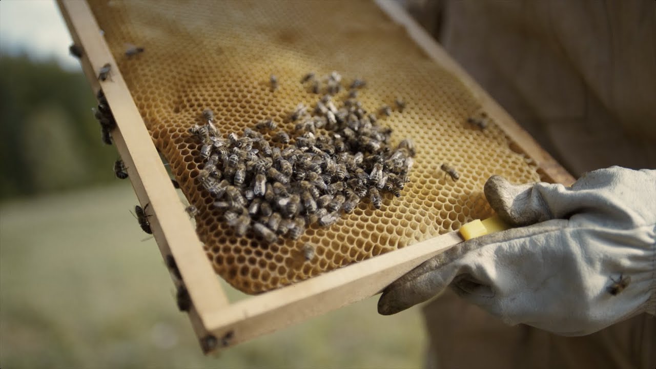 Abeille Assurances - La Vallée
