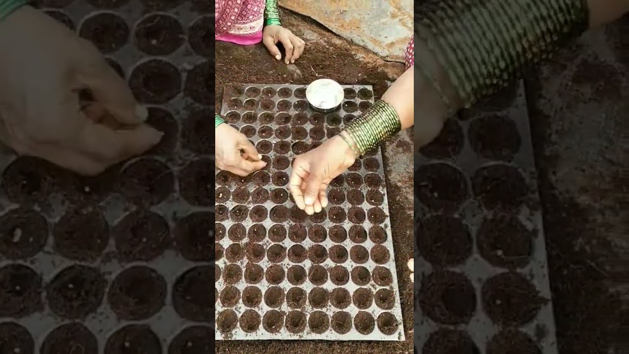 Brinjal Seed Sowing In ProTrays At Nursery