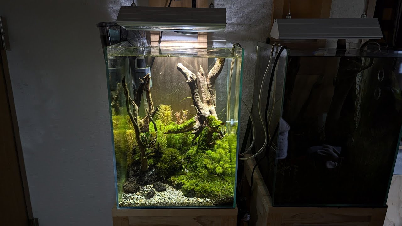 こんなのどう？　　　　　　　　　　　　　　　　　　　　　　　　#水草レイアウト#アクアリウム #水槽部屋 #aquarium