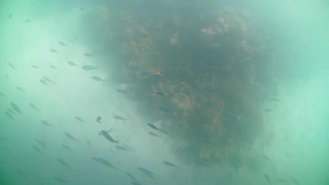 Underwater Cam - Green Island - Great Barrier Reef