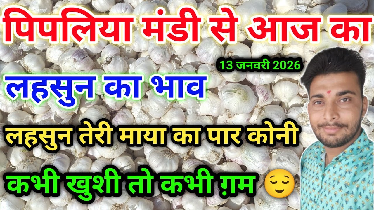 लहसुन भाव आज का पिपलिया मण्डी today garlic rate pipliya mandi January 13, 2026