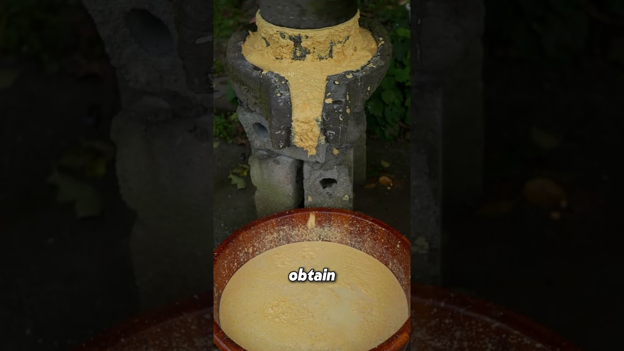 How Corn Turns into Fine, White Cornstarch