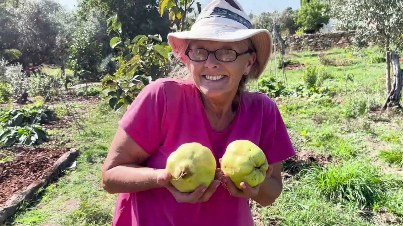 Pruning Passion Fruit, Harvesting Quince | Fall Gardening Jobs