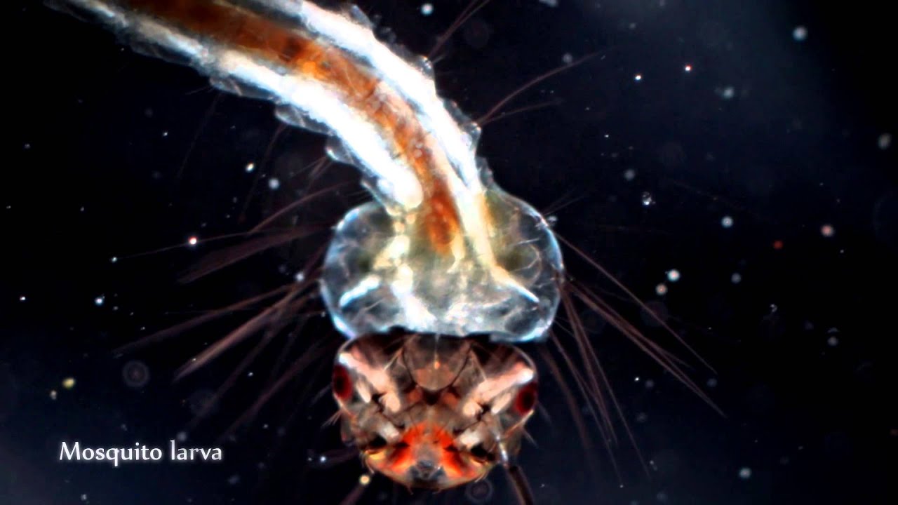 The Hidden Life in Pond Water