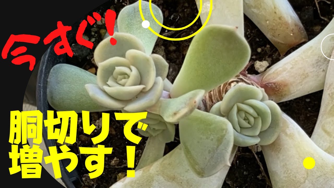 【多肉植物】胴切りその後〜チョンパ最高‼️