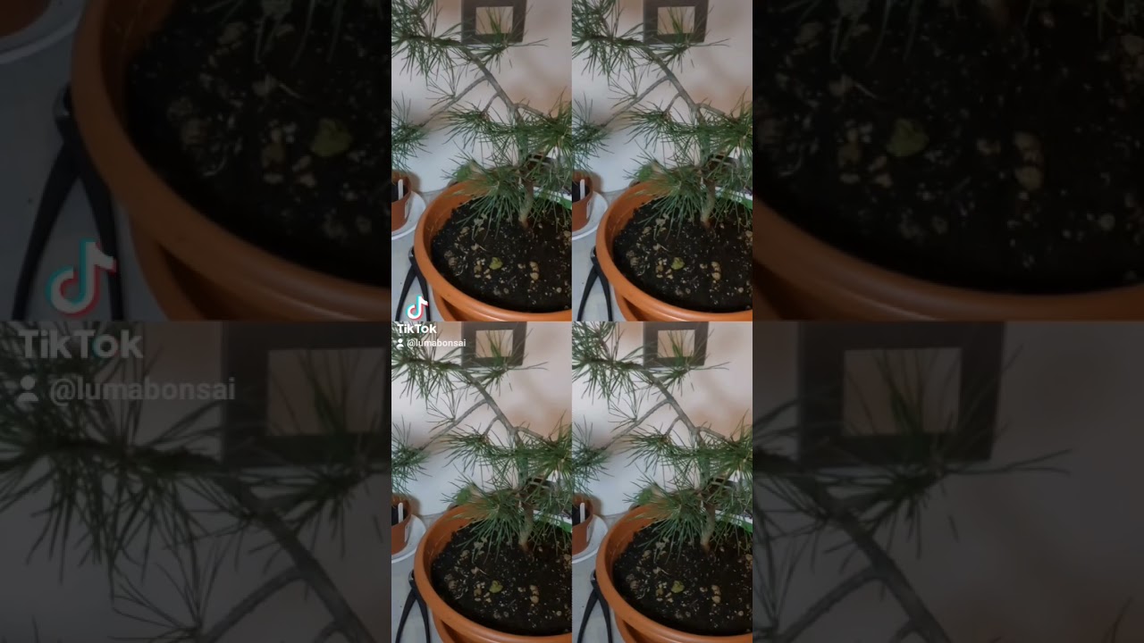 #piante #polliceverde #bonsai #bonsaiart