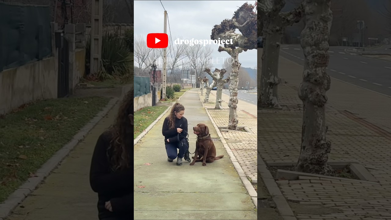 Con solo técnica no haces nada con tu perro