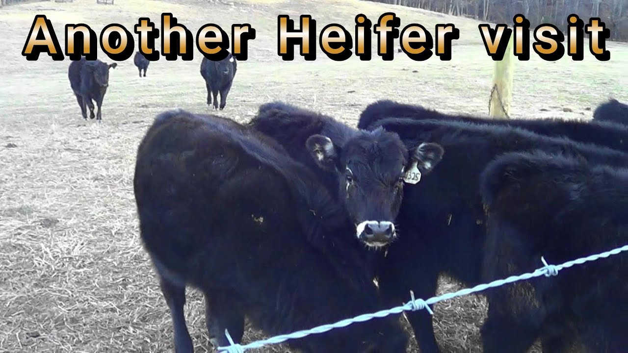 Another Heifer visit