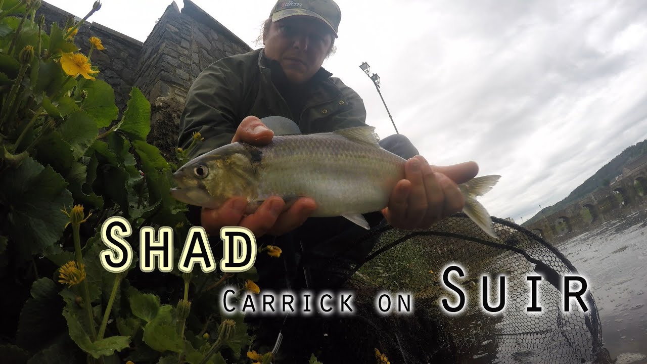 Shad fishing - Carrick on Suir - Suir blueway Tipperary - Shad 2019
