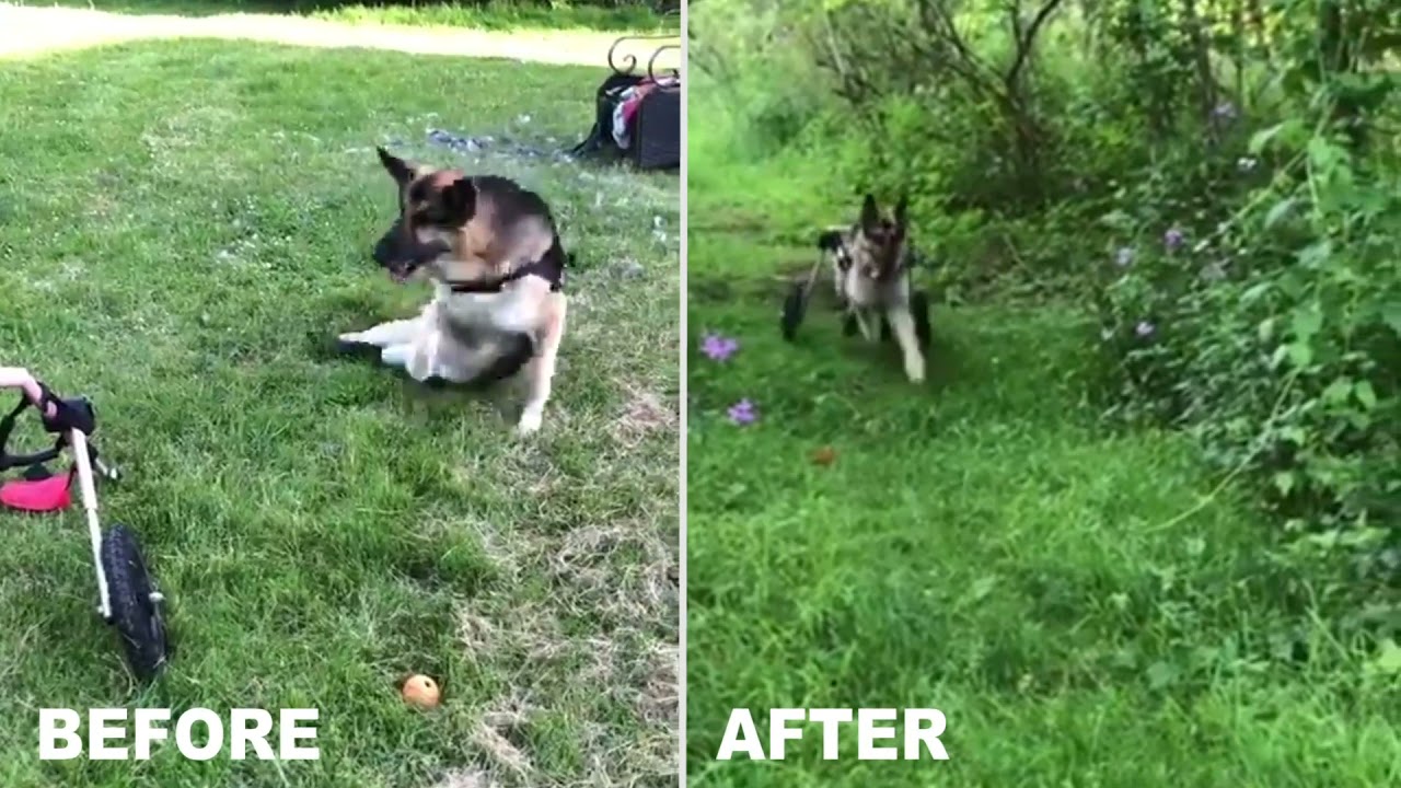 Paralyzed German Shepherd Gets Dog Wheelchair - Can RUN Again!