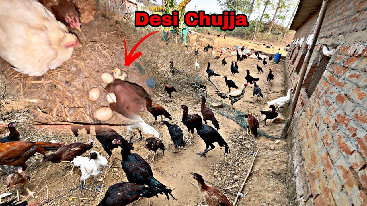 Desi Murgiyo K Chujje Nikal Aaye ||
