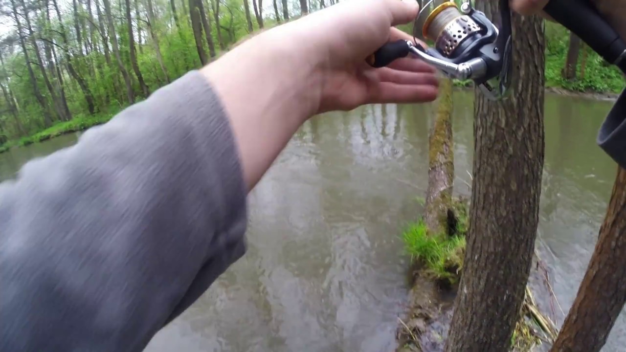 Pstrąg tęczowy ok. 70 cm ! Rainbow trout C&R