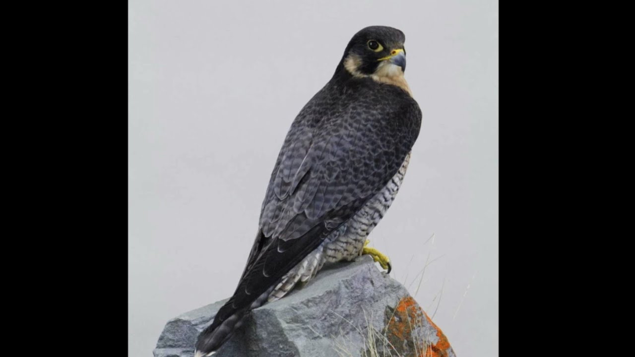 Peregrine Falcon... Step 3.