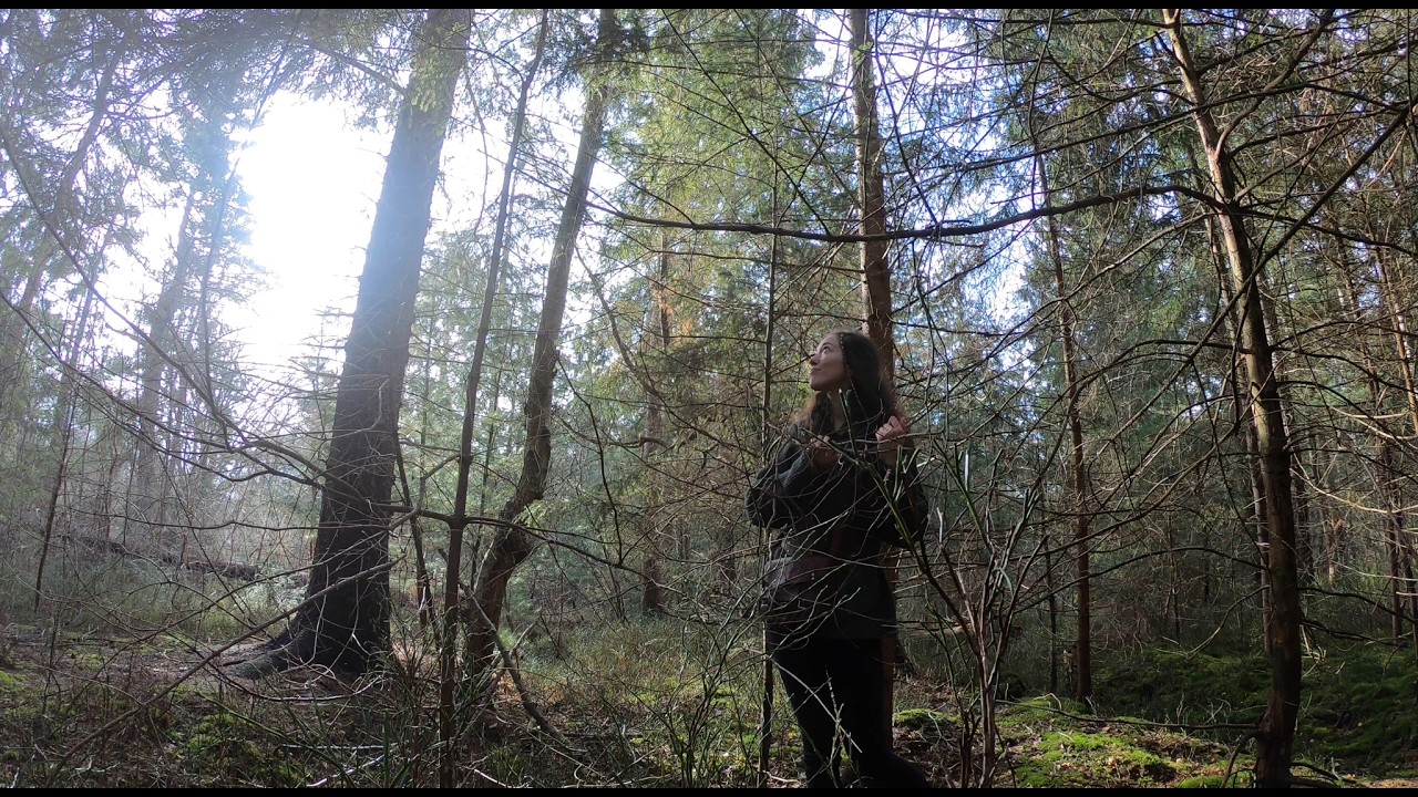 Song: A Light through the Forest