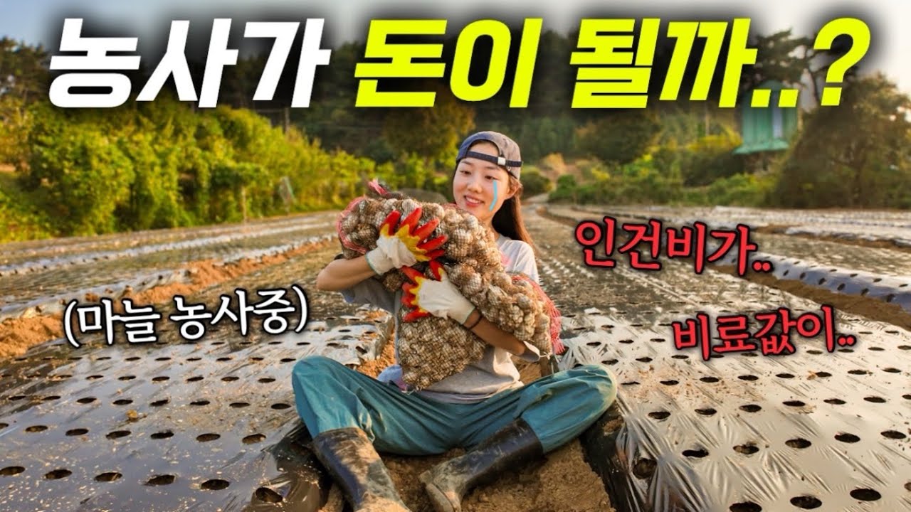 [우당탕탕 마늘키우기 EP.3] 등골 휘어지는 마늘 농사의 엄청난 과정들..💸  | 마늘심기 끝 & 후기