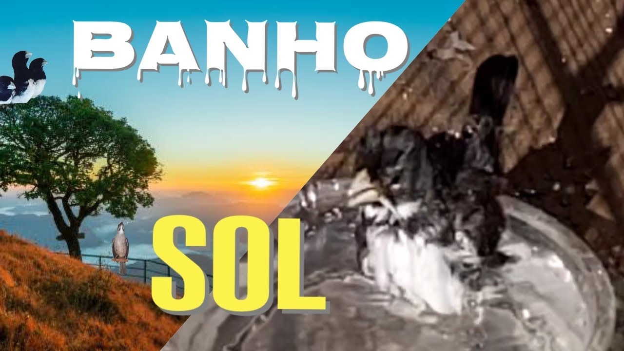 A IMPORT&Acirc;NCIA DO BANHO DE SOL PARA NOSSAS AVES