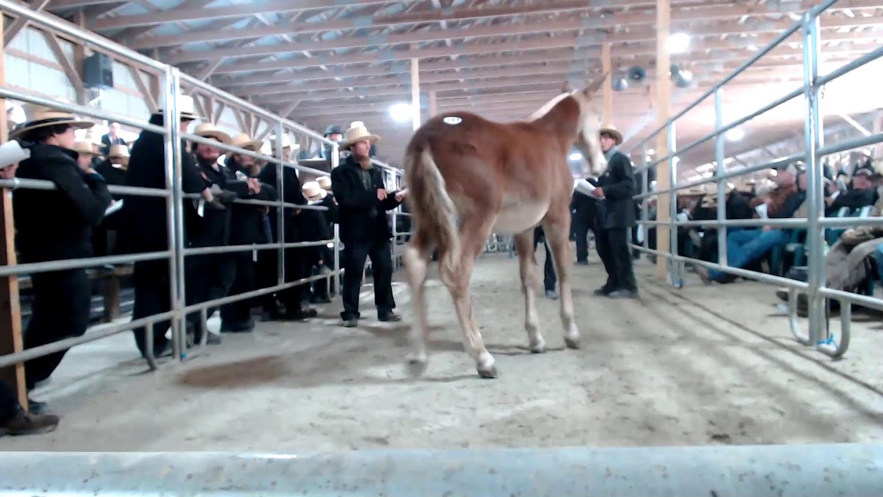 2025 October J&E Colt Sale