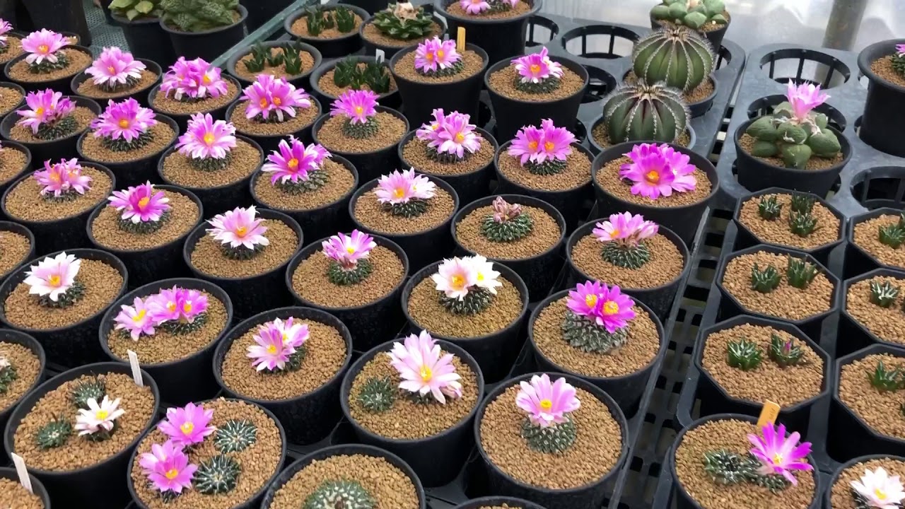 Cactus Ariocaprus kotschoubeyanus