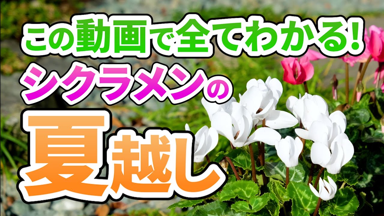 【知らないと損】まだ間に合う！シクラメンの夏の管理徹底解説！【夏越し】【園芸チャンネル】
