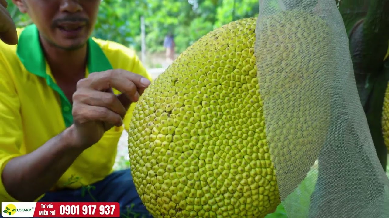 Cách nhận dạng trái mít xơ đen và tàn ong