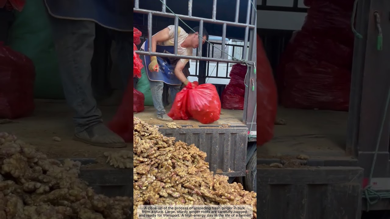 Massive Ginger Harvest! 🌿 Incredible Agriculture Yield