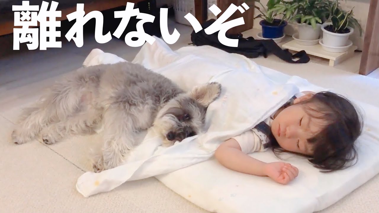 【犬と子ども】２歳娘が大好きすぎて笑ってる時も泣いてる時も一緒にいるシュナウザー【ジジトト】Miniature schnauzer with daughter