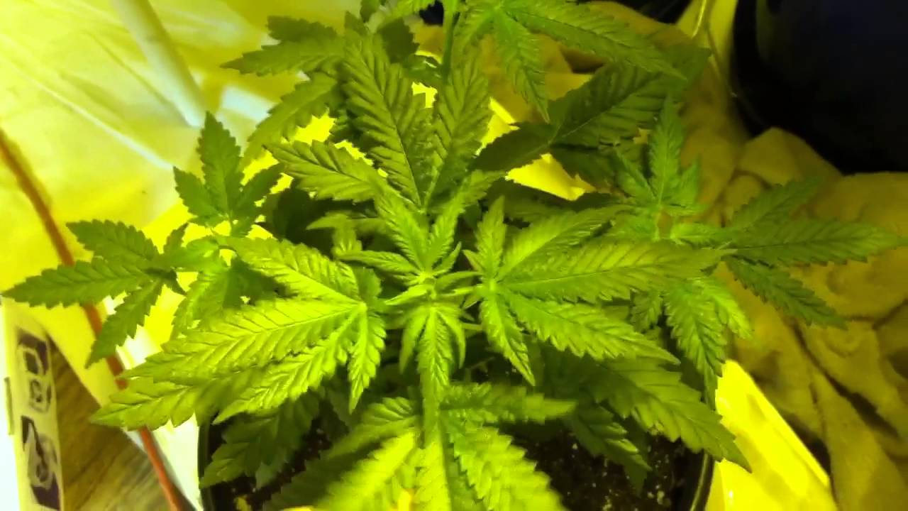 med-man-brand Silver Skunk